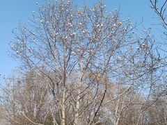 -圆明园遗址公园-藻园门售票处