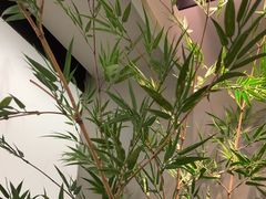 -绿茶餐厅(青岛城阳万象汇店)