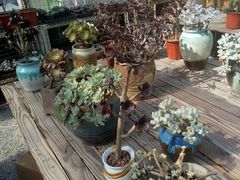 -龙大花卉苗木市场