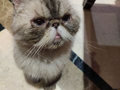 -猫色咖啡·猫咖