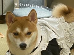 -逗柴咖啡屋·狗咖猫咖宠物桌游