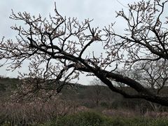 -雨花胜境