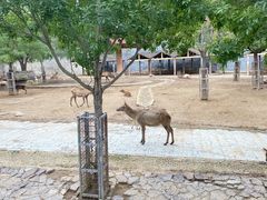 -石家庄市动物园