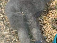 -喵宠乐园·撸猫互动·猫舍