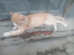-尹三豆汁(前门旗舰店)