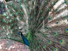 -吉隆坡雀鸟公园