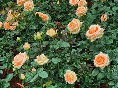 -人民公园(罗湖区)