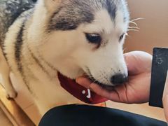 -Husky Go! 哈士奇体验馆·宠物咖啡厅狗咖