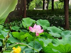 -陈家山荷花公园