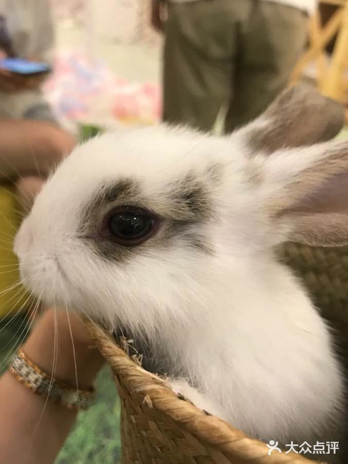 宠物乐园增长知识点[吐]