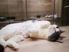 -飞行喵MR PILOT|猫舍·猫咖(静安大融城店)
