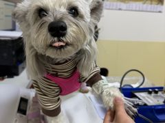 -美联众合动物医院·24h转诊中心