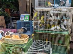 -苏州市皮市街花鸟工艺品市场