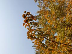 -聚缘堂·海鲜私房菜(松岭路店)