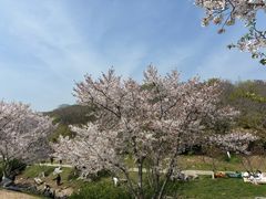 -羊山湖公园