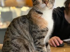 -平行世界·猫咖(首经贸店)