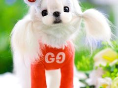 -萌宠之家·腊肠犬·马尔泰·小体犬舍