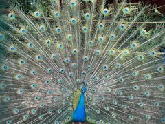 -西双版纳傣族园