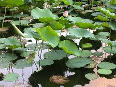 -荔湾湖公园