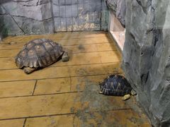 -石家庄市动物园