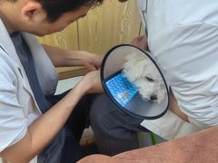 -宠颐生宠物医院·异宠猫科内科·诊疗中心宠巢店