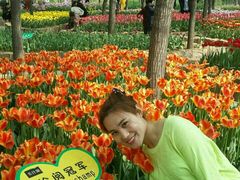 -洛阳郁金香牡丹园