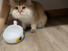 -猫大福·Fortune Cat猫舍(百子湾店)