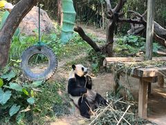 -广州长隆野生动物世界