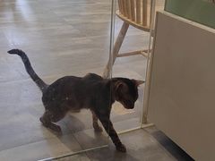 -楼上猫咖(罗湖店)