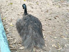 -广东茂名森林公园
