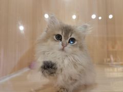 -爪爪喵星球·猫舍(卓悦中心店)