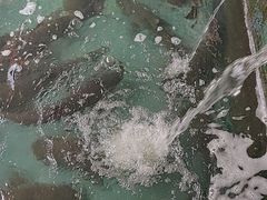 -溪悦渔庄(九龙湖店)