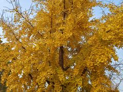 -大兴滨河森林公园