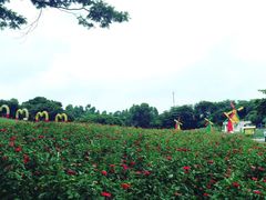 -松山湖梦幻百花洲