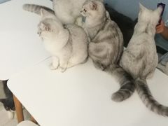 -喵的天空名猫咖啡馆·撸猫·猫舍·用品