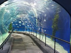 -上海海洋水族馆