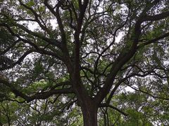 -南岳衡山风景名胜区-南岳大庙