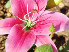 -真地道京味府·鲜橙烤鸭·北京菜(朝外大街东大桥店)