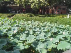 -荔湾湖公园