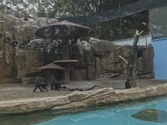 -深圳野生动物园
