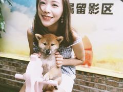 -柴犬高等学院·狗咖·柴犬售卖·宠物训练