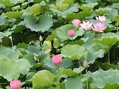 -荔湾湖公园