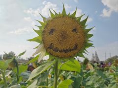 -花开海上生态园