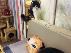-小时光咖啡馆(开森度假森林店)