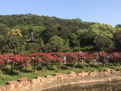 -龙寺生态园