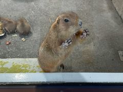 -大连森林动物园