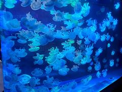 -海合安成都极地海洋公园