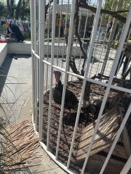 -造物庄园 萌宠纪(苏州湾歌林公园店)