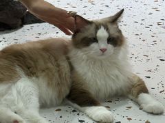 -毛绒耶耶撸宠馆·猫咖·狗咖·荷兰猪咖