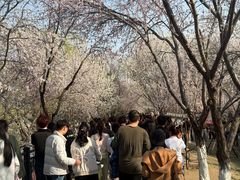 -桃花堤公园